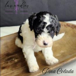 Pina Colada - Black and white female Cockapoo puppy in Mancelona, Michigan from Lavender poodles & doodles