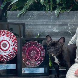 French Bulldogs from Mayfair French Bulldogs