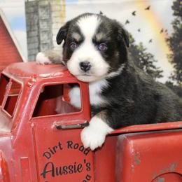 Black Tri Female - Black tri female Miniature Australian Shepherd puppy in Ronan, Montana from Dirt Road Aussie’s of Montana