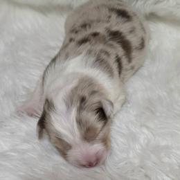 Boy 6 - male Australian Shepherd puppy in Sparta, Tennessee from SugarWood Australian Shepherds
