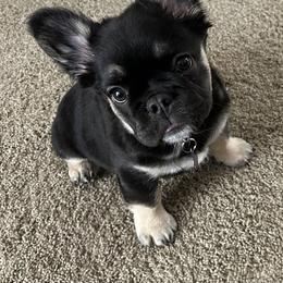 French Bulldog Puppies from Fishie's Frenchies