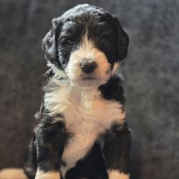 Dean - male Australian Mountain Doodle puppy in Broken Arrow, Oklahoma from Tulsa Australian Moutain Doodles