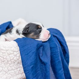 Australian Shepherd Puppies from Cornerstone Australian Shepherds
