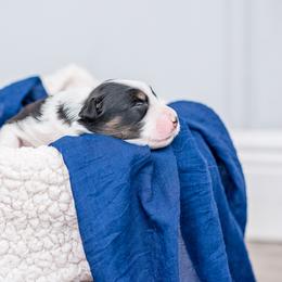 Australian Shepherd Puppies from Cornerstone Australian Shepherds