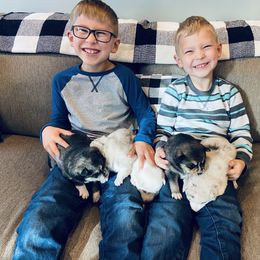 Pomsky Puppies from Goodness Gracious Pomskies