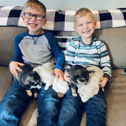 Pomsky Puppies from Goodness Gracious Pomskies