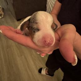 Boy 1 - Piebald male Dachshund puppy in Phoenix, Arizona from Jennifer's Guardian Doxies