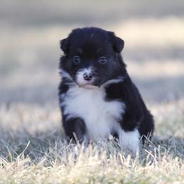Pecan - Black tri female Miniature American Shepherd puppy in Stephenville, Texas from Diamond H Aussies