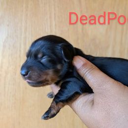 Dachshund and French Bulldog Puppies from Ferguson's Bulldogs