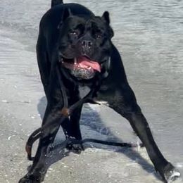 Cane Corso and French Bulldogs from Jens Den