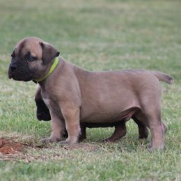 Lime green - Brown male Boerboel puppy in Shawnee, Oklahoma from TXT Boerboels