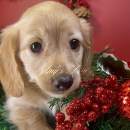 Carrie - Cream female Dachshund puppy in Jena, Louisiana from Amy’s Mini Doxies