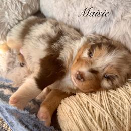 Lady  (Maisie) - Red merle female Australian Shepherd puppy in Ramona, California from Blue Moon Aussies