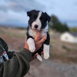Laurel - Black and white female Border Collie puppy in Dewey, Arizona from Fásach Stockdogs