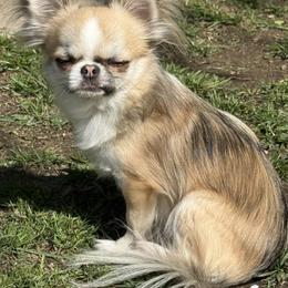Willow - Chihuahua