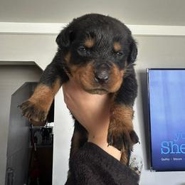 Boy 2 - Black and mahogany male Rottweiler puppy in Detroit, Michigan from Dark Storm Kennels