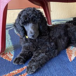 Poodle Puppies from Topsail Breeders