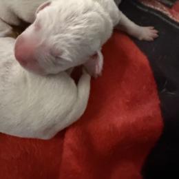 Casper - White and liver brown male Dalmatian puppy in Hastings, Florida from Love My Spotty Dalmatians