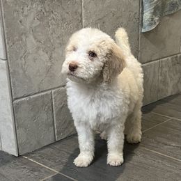 Dancer - Aussiedoodle puppy from H & A Kennels
