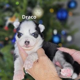 Draco - Black and white male Pomsky puppy in Fredericksburg, Virginia from Purely Pomskies