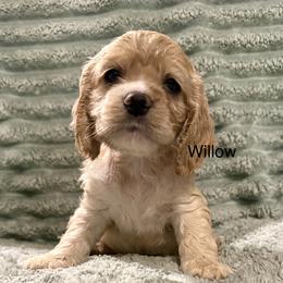 Willow - Buff female Cocker Spaniel puppy in Sumter, South Carolina from Cocker Eclipse In Home Kennel