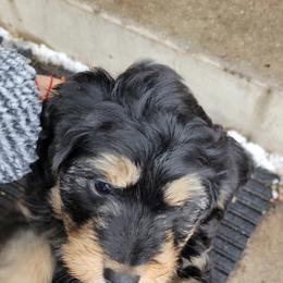 Australian Shepherd and Miniature Australian Shepherd Puppies from Cara Harker