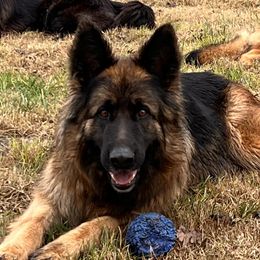 Vanessa - German Shepherd