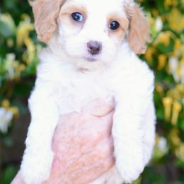 Cavapoo Puppies from California Doodles (central coast)