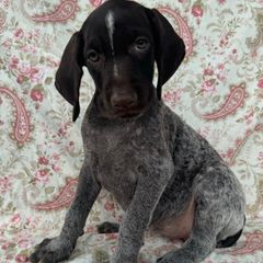 Girl 4 - Liver and white female Deutsch-Drahthaar puppy in Galax, Virginia from Dells  Dachshund’s