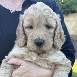 Jacob - light blue collar - Jake - Phantom male Goldendoodle puppy in Phoenix, Arizona from Kerri's Goldendoodles