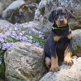 Doberman Pinscher Puppies from Laurel Vail