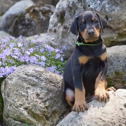 Doberman Pinscher Puppies from Laurel Vail