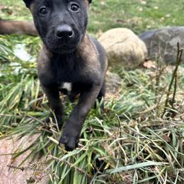 Belgian Malinois Puppies from Focused Obedient Belgian Malinois