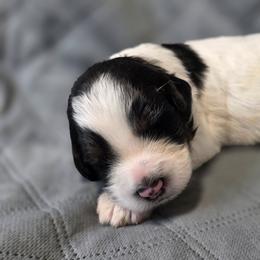 Luna - Black and white female Bernedoodle puppy in Malden, Illinois from Doting Doodles