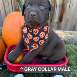 Labrador Retriever Puppies from Sherene's Labradors