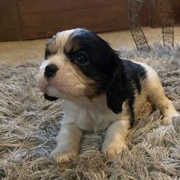 Cavalier King Charles Spaniel Puppies from Sunset Valley Cavaliers