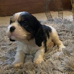 Cavalier King Charles Spaniel Puppies from Sunset Valley Cavaliers