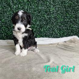 Teal Girl - Black female Goldendoodle puppy in Modesto, California from Two Doods Doodles