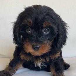 Huckleberry - Black and tan male Cavapoo puppy in Van Alstyne, Texas from Home Grown Puppies