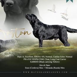 Boston (Rueda) MEX.FCI FITB - Labrador Retriever