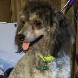 Lady - Poodle