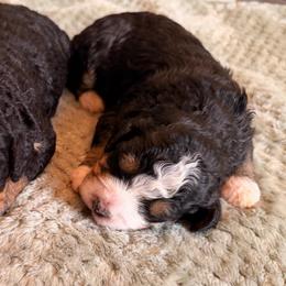 Divot - Tri-color female Bernedoodle puppy in Royse City, Texas from Platinum Bernedoodles of Texas