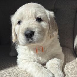 Golden Retriever Puppies from Vollbach Farm