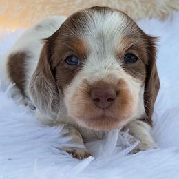 Mya - Chocolate and tan female Dachshund puppy in Winter Haven, Florida from Gateway 2 Little Paws