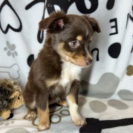 Girl 1 - Red tri female Miniature Australian Shepherd puppy in Hokes Bluff, Alabama from Alegria Toy Aussies