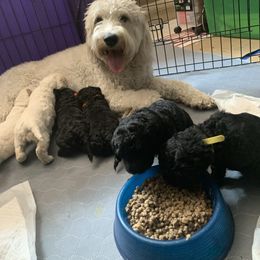 Goldendoodle Puppies from Luper Doodle LLC