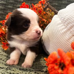 Winnie - Red & white female Miniature Australian Shepherd puppy in New Bern, North Carolina from KD Miniature Aussies