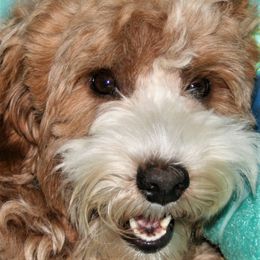 Mila - Australian Labradoodle