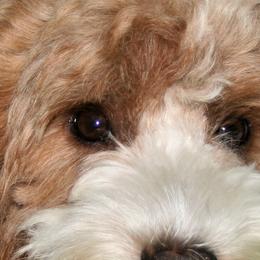 Mila - Australian Labradoodle