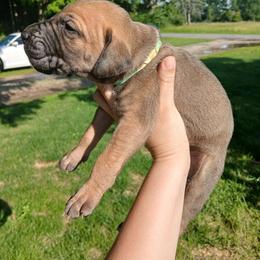 Pluto - Fawn male Great Dane puppy in Marshall, Michigan from Dream K9